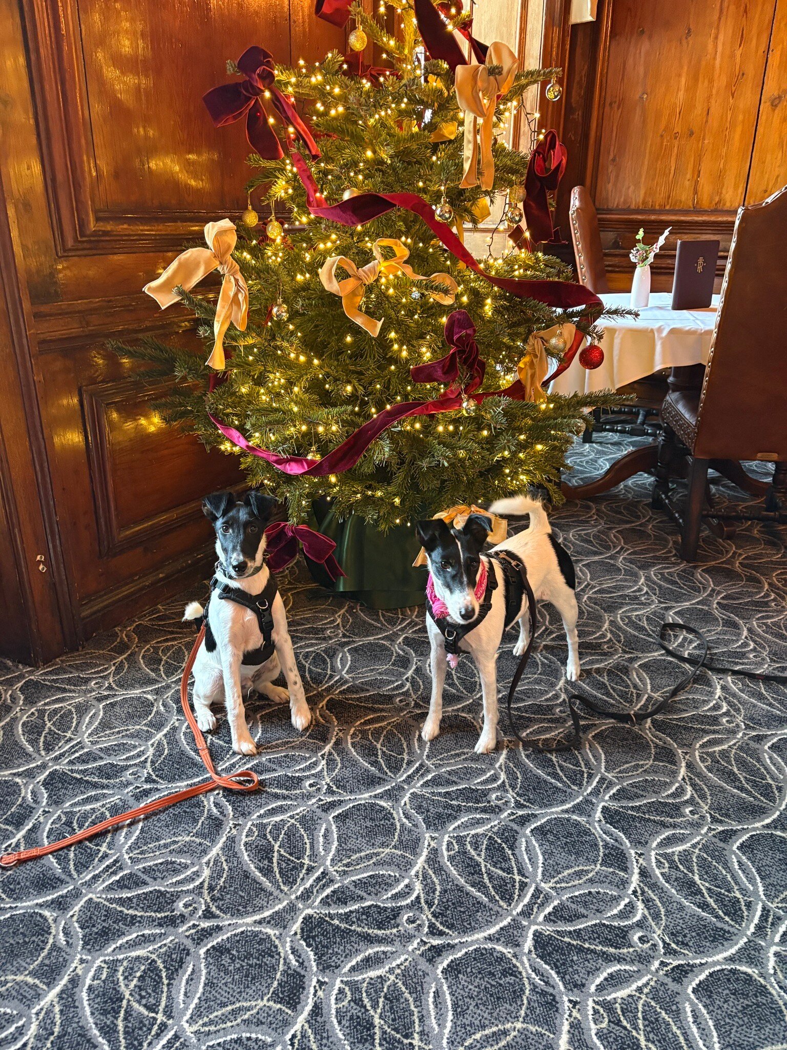 The Royal Hotel-官方