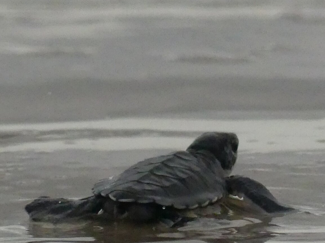 Soumare Tour-开普史基林必去景点