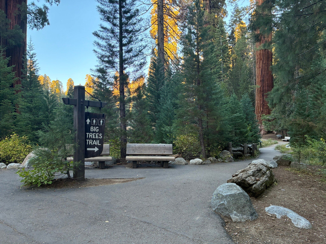 Big Trees Trail-红杉&国王峡谷国家公园必去景点