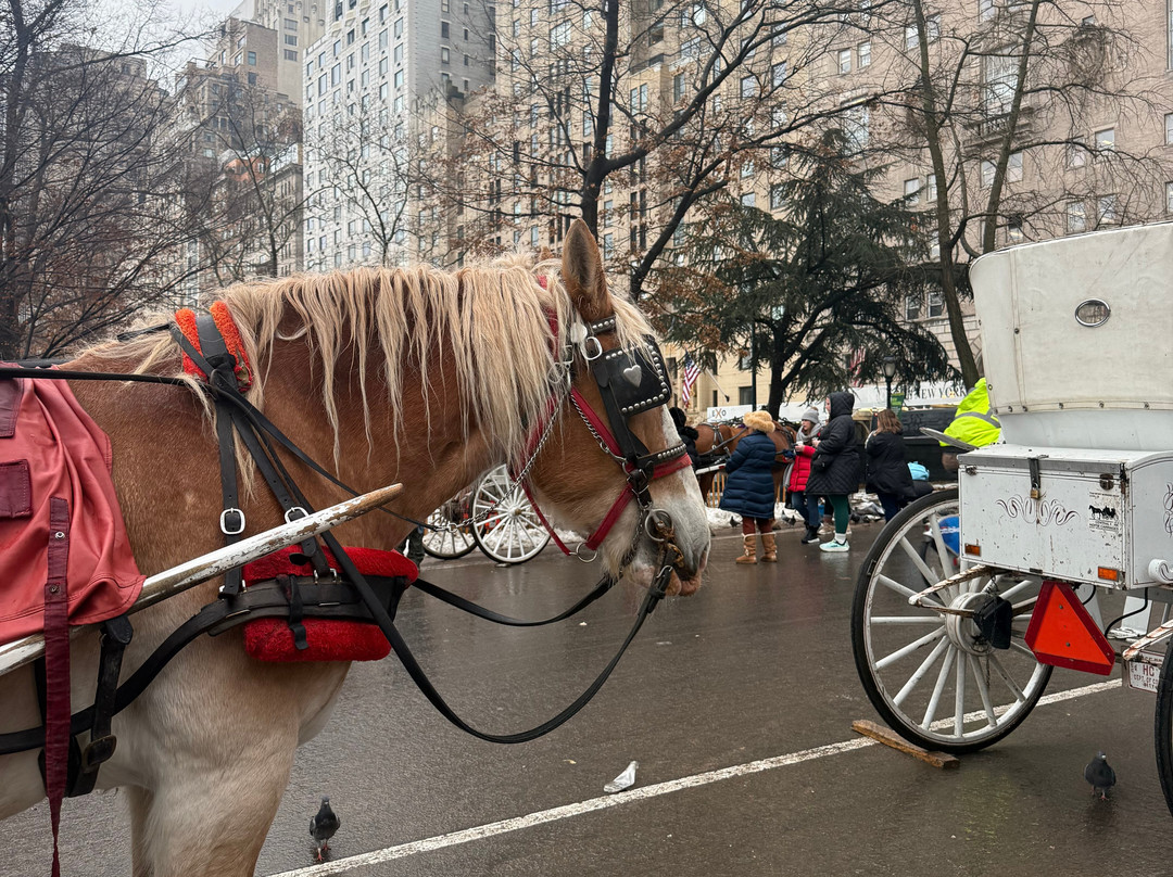 NYC horse carriage services-纽约市必去景点