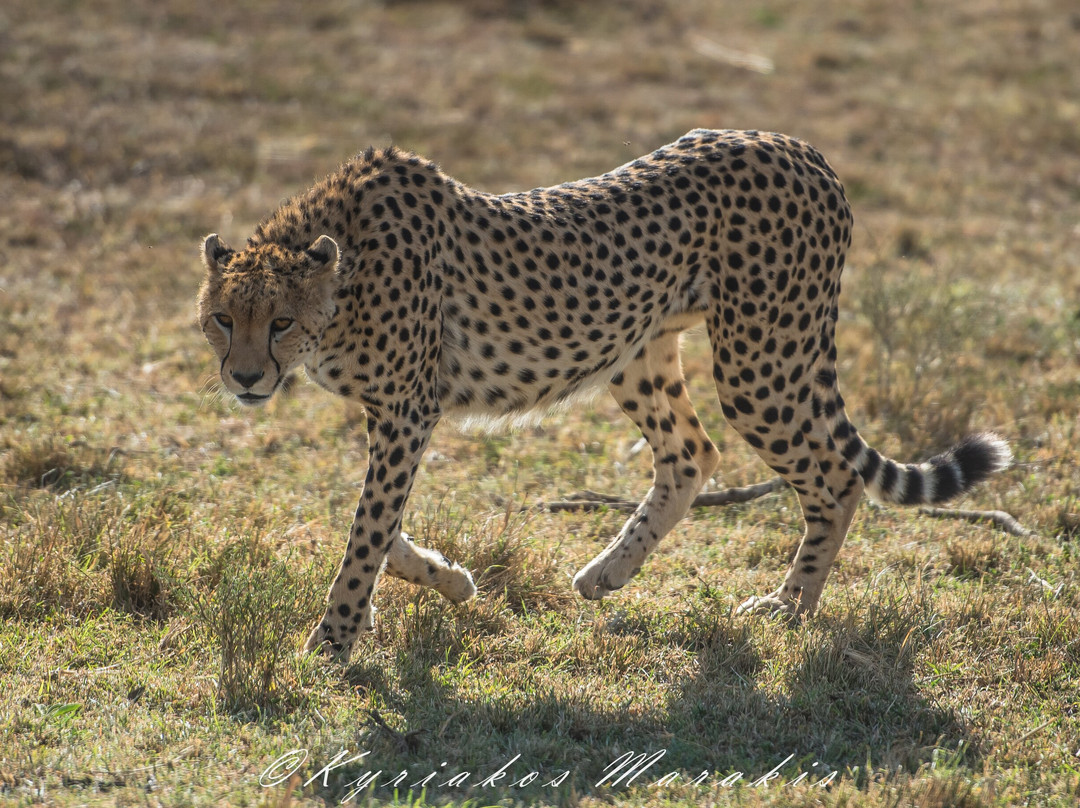 Africa Vision Safaris Tours and Travel-内罗毕必去景点