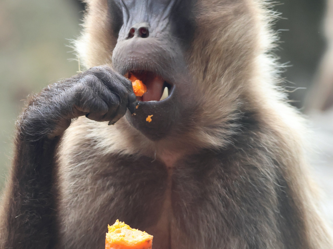 Jersey Zoo-Trinity必去景点