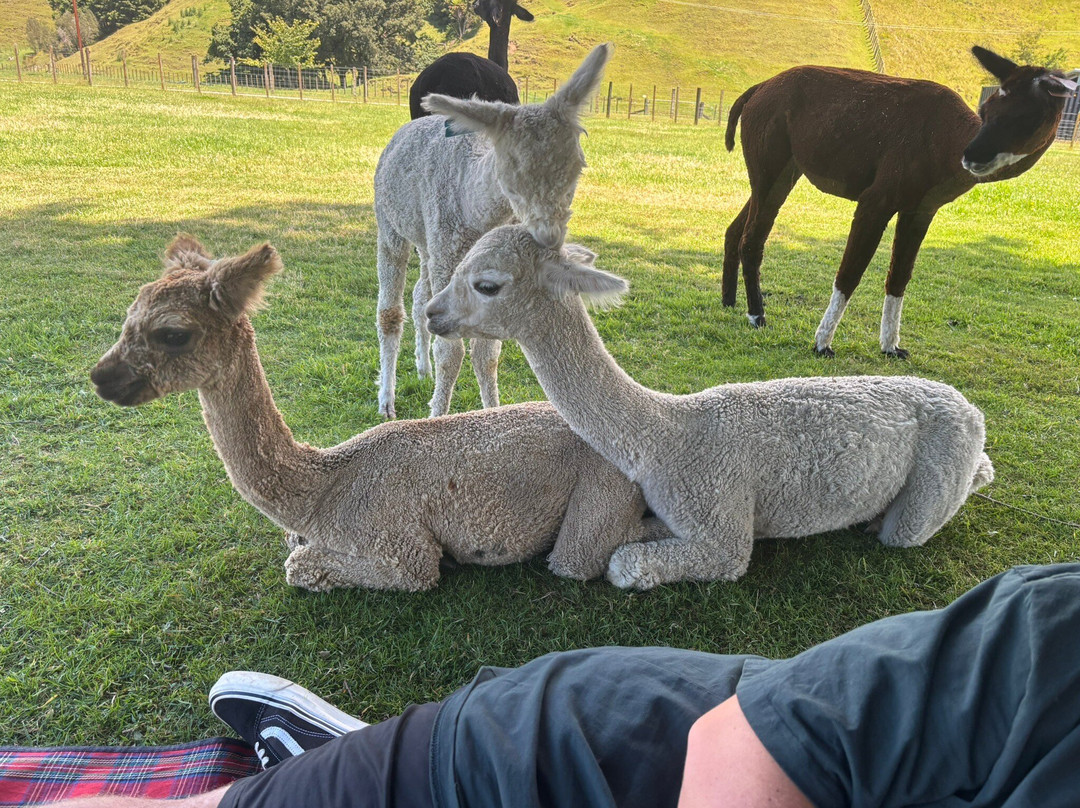 Nevalea Alpacas-Taumarunui必去景点
