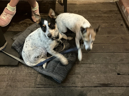 Turkey Flat Vineyards-塔努达必去景点