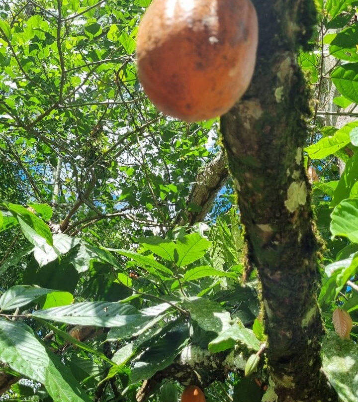 Fazenda Yrere-Ilheus必去景点