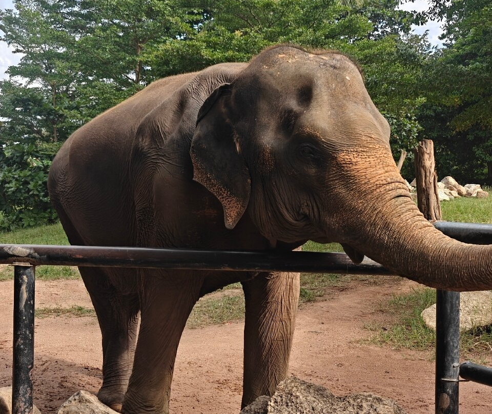 Samui Elephant Sanctuary-波普特必去景点