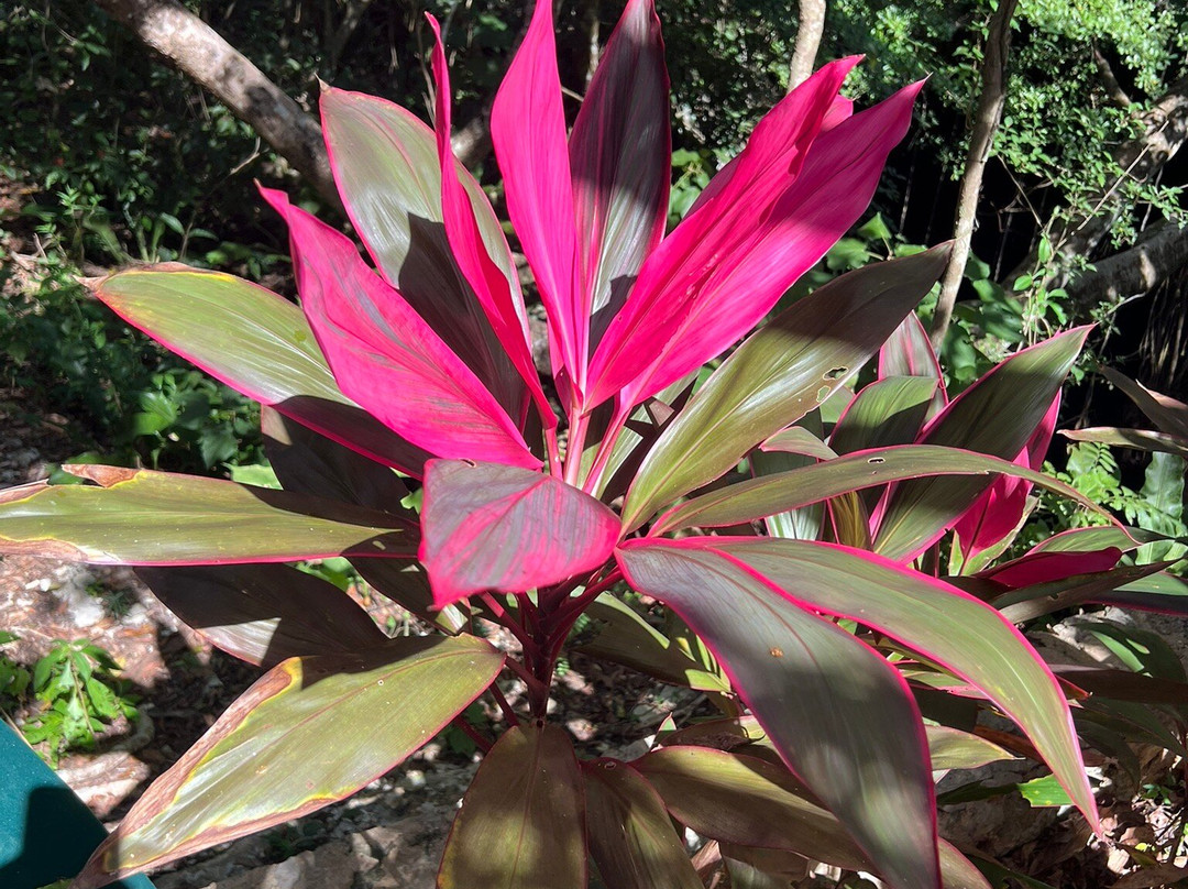 Experiencia Privada en Cenote Exclusivo-巴利亚多利德必去景点