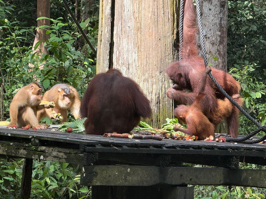 Sepilok Orangutan Rehabilitation Centre-山打根必去景点