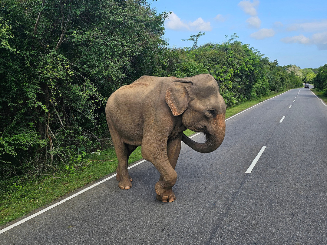 V Travel Sri-Lanka Excursions-科斯戈德必去景点