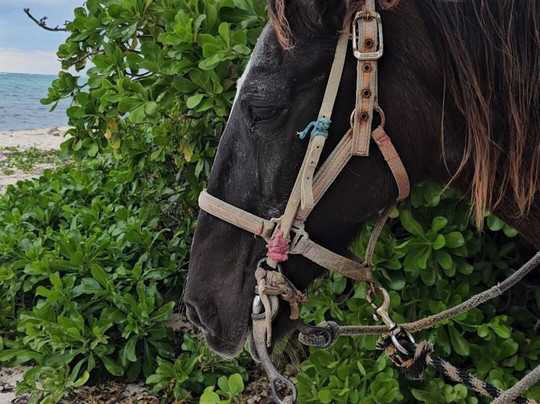 Spirit of the West-西湾必去景点
