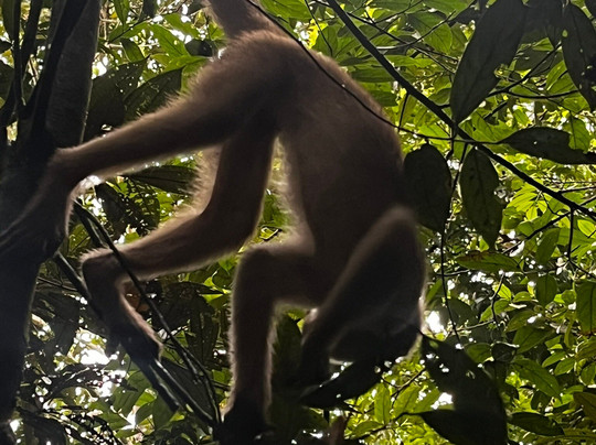 Amazon Maguta Jungle Lodge-莱蒂西亚必去景点