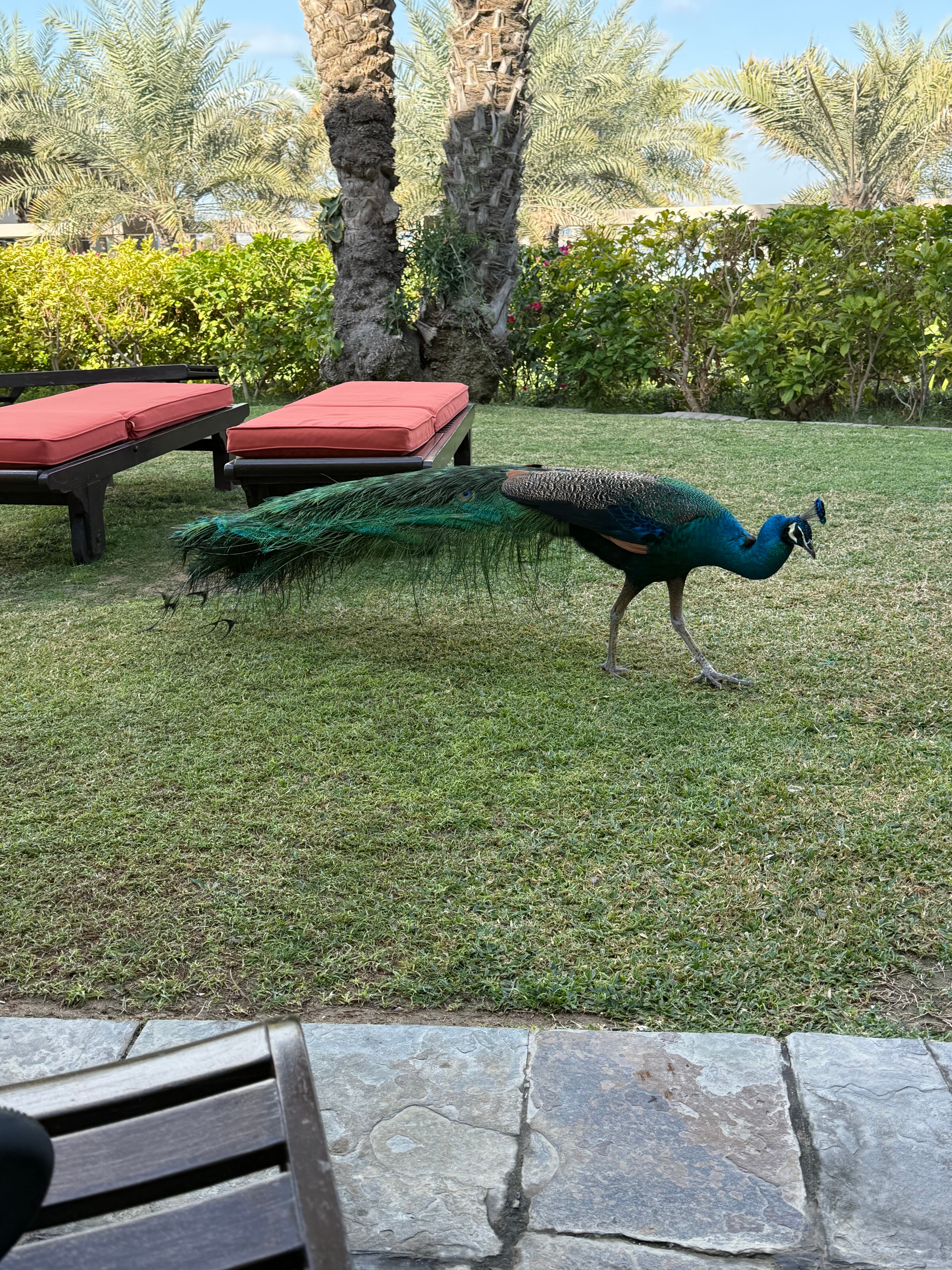 棕榈树水疗酒店-官方