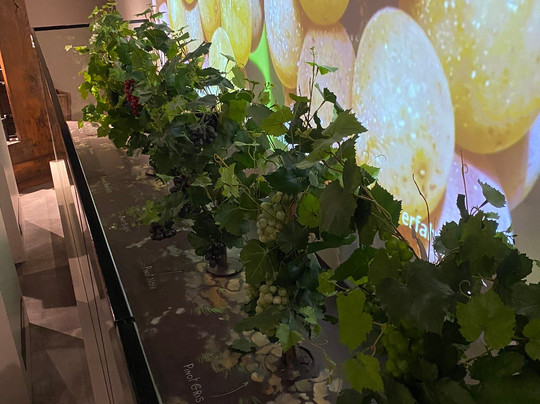 Musée des Vins d'Alsace-科尔马必去景点