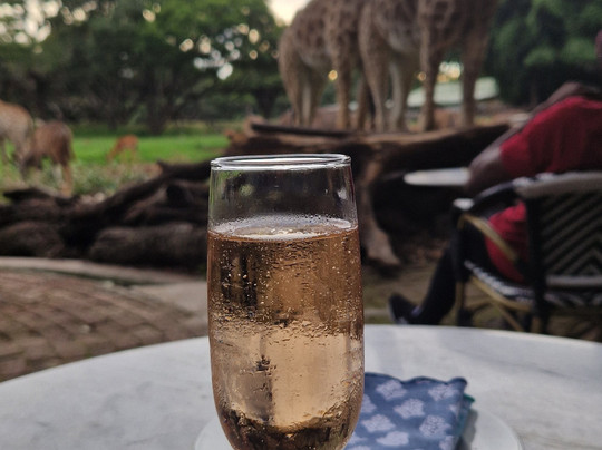 Wild Is Life-哈拉雷必去景点