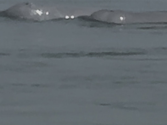 Dolphin Kayaking Adventures-Kratie必去景点