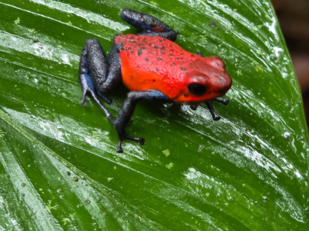 Sloths Paradise Rainforest-Bijagua de Upala必去景点