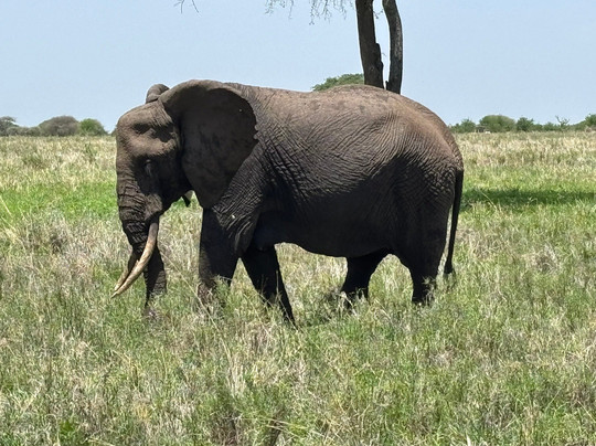 Roy Safaris-阿鲁沙必去景点