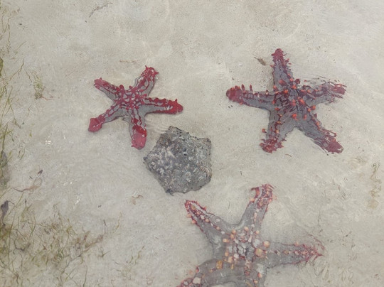 Nero Guida Turistica-瓦塔木必去景点