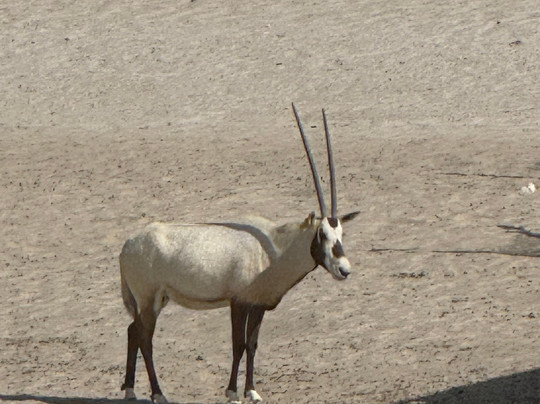 Desert Safari Doha | Inland Sea Tours-多哈必去景点