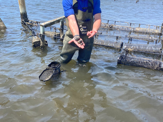 Oyster Bay Tours-科尔斯湾必去景点