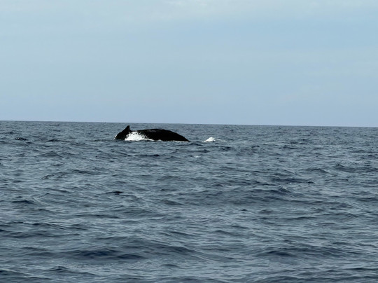 Liquid Hawaii-普阿克必去景点