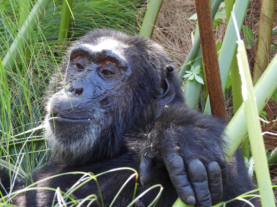 Mamaland Safaris-坎帕拉必去景点