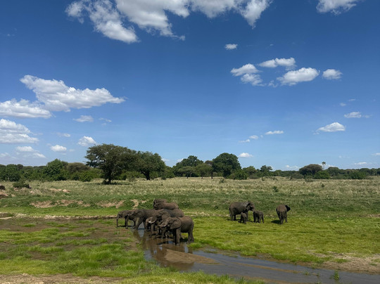 Serengeti Smile-阿鲁沙必去景点