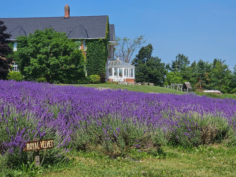 Purple Hill Lavender-Creemore必去景点