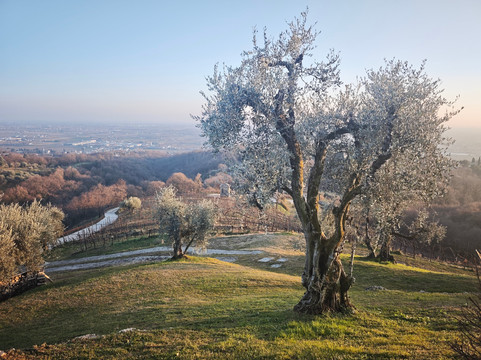 Asolo Manor Wine-阿索洛必去景点