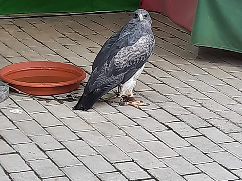 Castillo de Niebla-Niebla必去景点