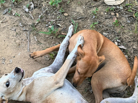 Mirissa Eco Lagoon Safari-美蕊沙必去景点