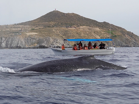 Whale Watch Cabo-卡波圣卢卡斯必去景点
