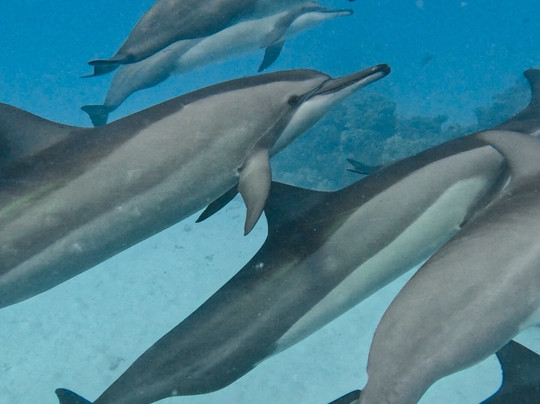 Luau Beach Inn Maldives主图