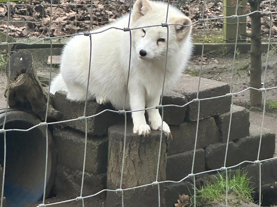 Bridlington Animal Park-布里德灵顿必去景点