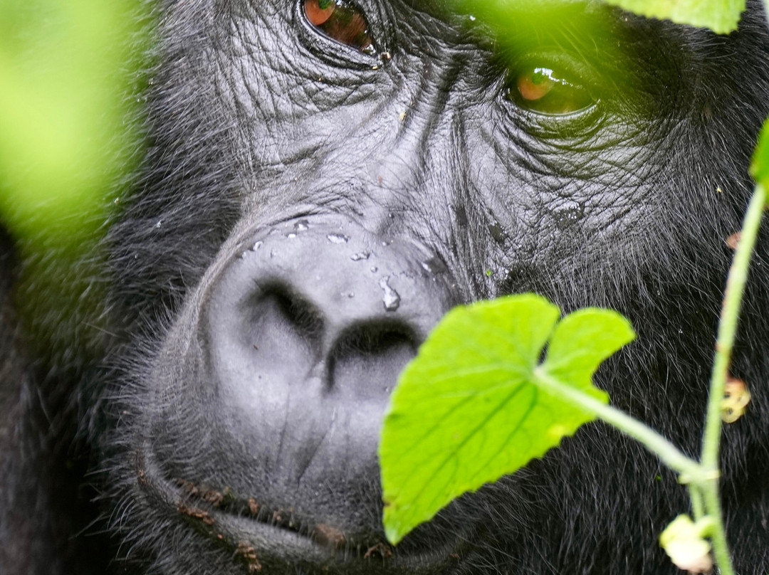Adventure In The Wild Safaris-坎帕拉必去景点