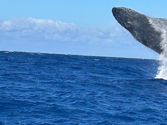 Adventure X Boat Tours-卡慕也拉必去景点