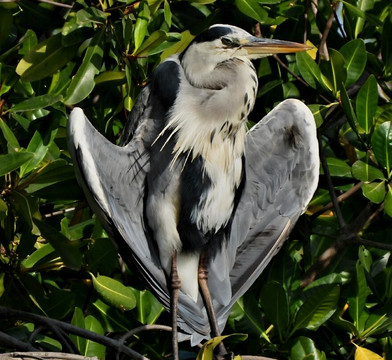 Kotu Bridge (Bird watching)-塞瑞库达必去景点