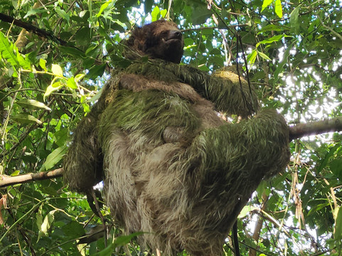 Sloths Paradise Rainforest-Bijagua de Upala必去景点