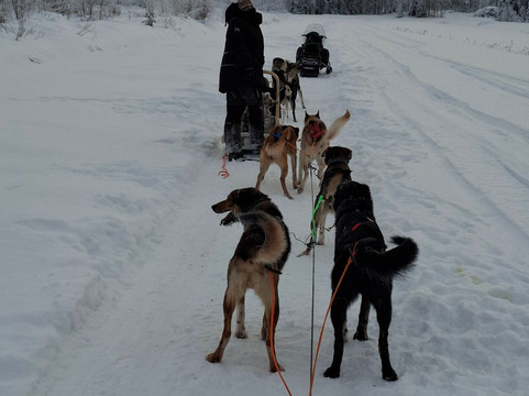 Aavasaksa Adventures-Ylitornio必去景点