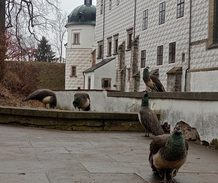 Pardubice Castle-帕尔杜比采必去景点