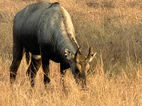 威拉瓦达尔黑羚野生动物园旅馆主图