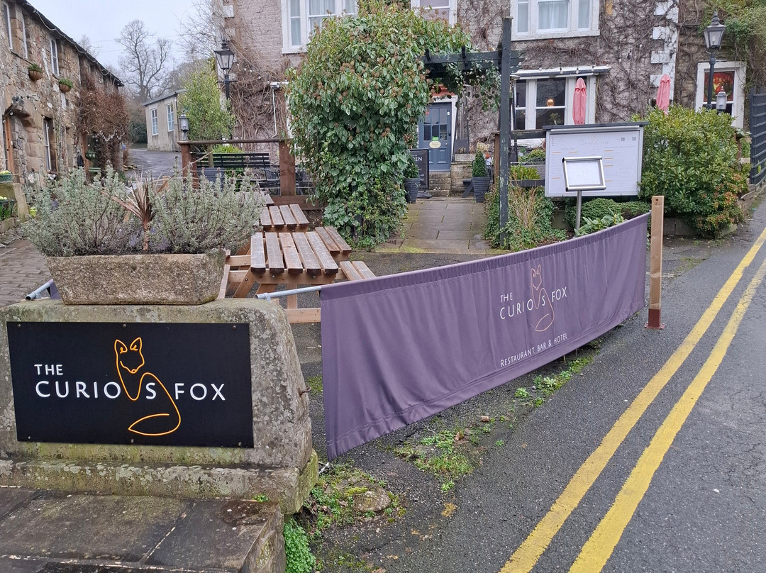 The Curious Fox主图