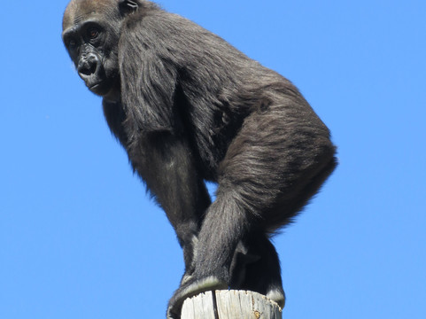ABQ BioPark Zoo-阿尔伯克基必去景点