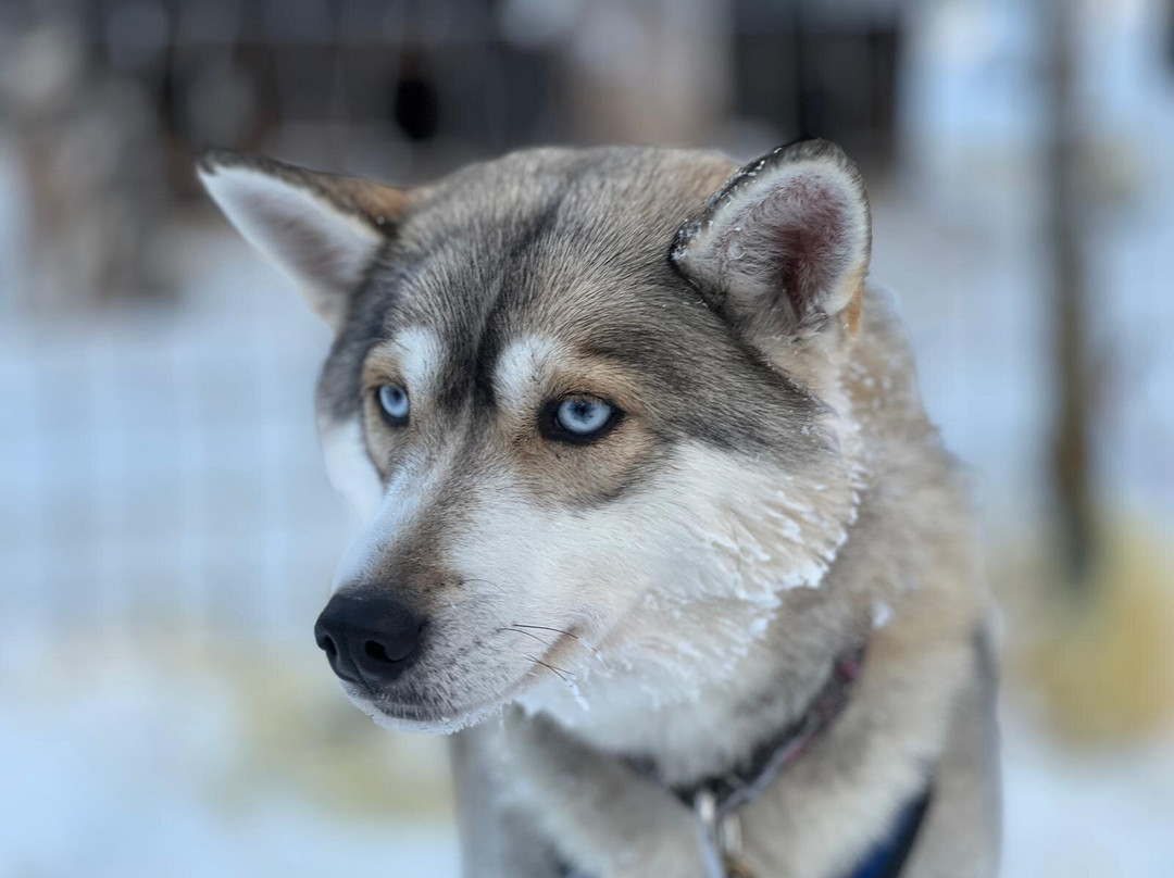 Tundra Huskies Huskyfarm-Levi必去景点
