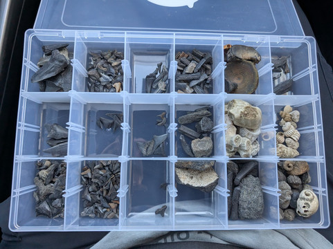 Charleston Fossil Adventures-查尔斯顿必去景点