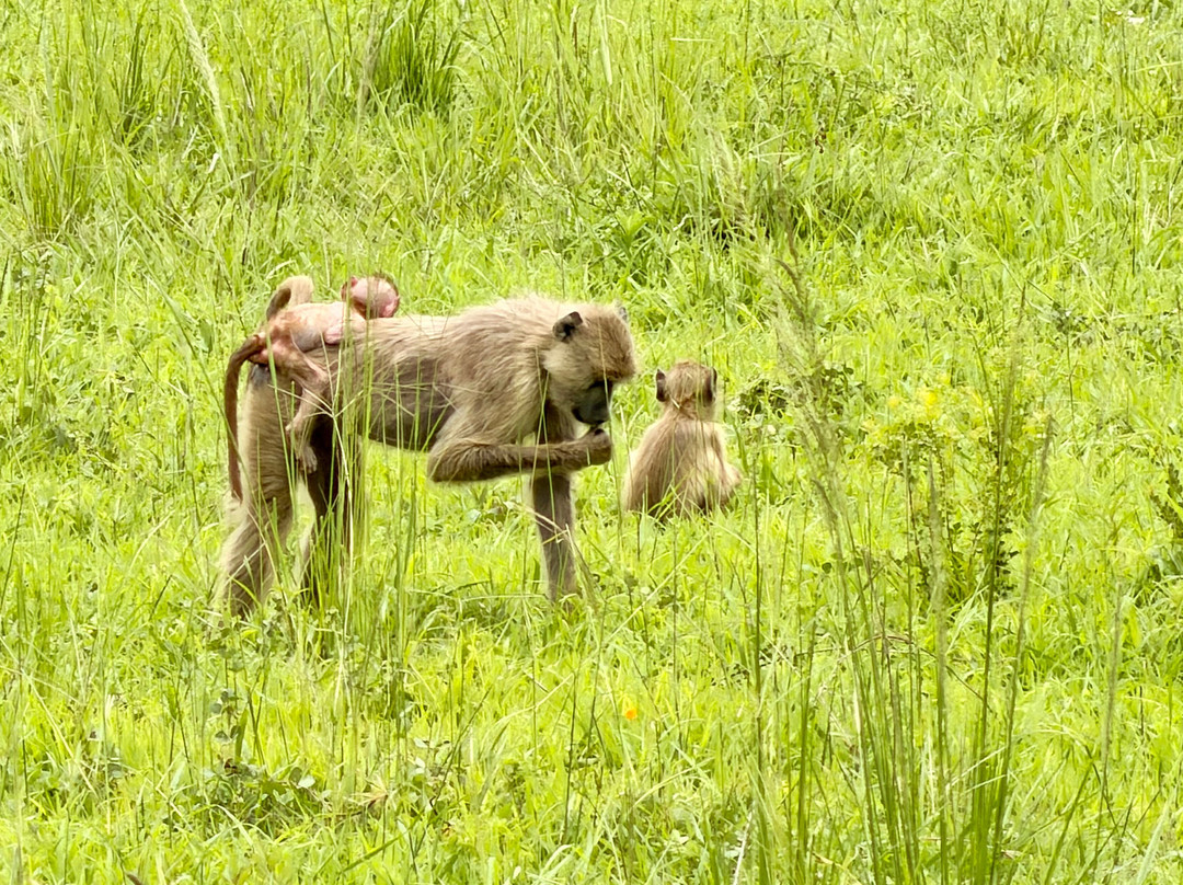 Nesa Africa Safaris Limited-Dar es Salaam必去景点