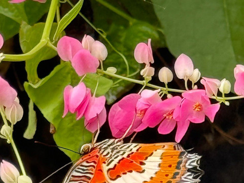 Lovina Transport Bali 007-罗威那海滩必去景点