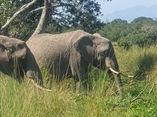 Nature Insight Safaris-内罗毕必去景点