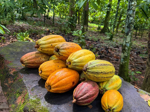 Fazenda Yrere-Ilheus必去景点