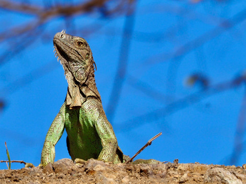 Palo Verde Boat Tours-Ortega必去景点